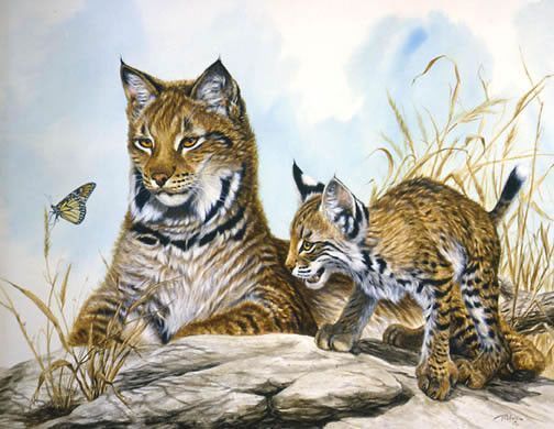 Lynx et son petit