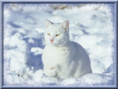 Résultat de recherche d'images pour "image chat et neige"