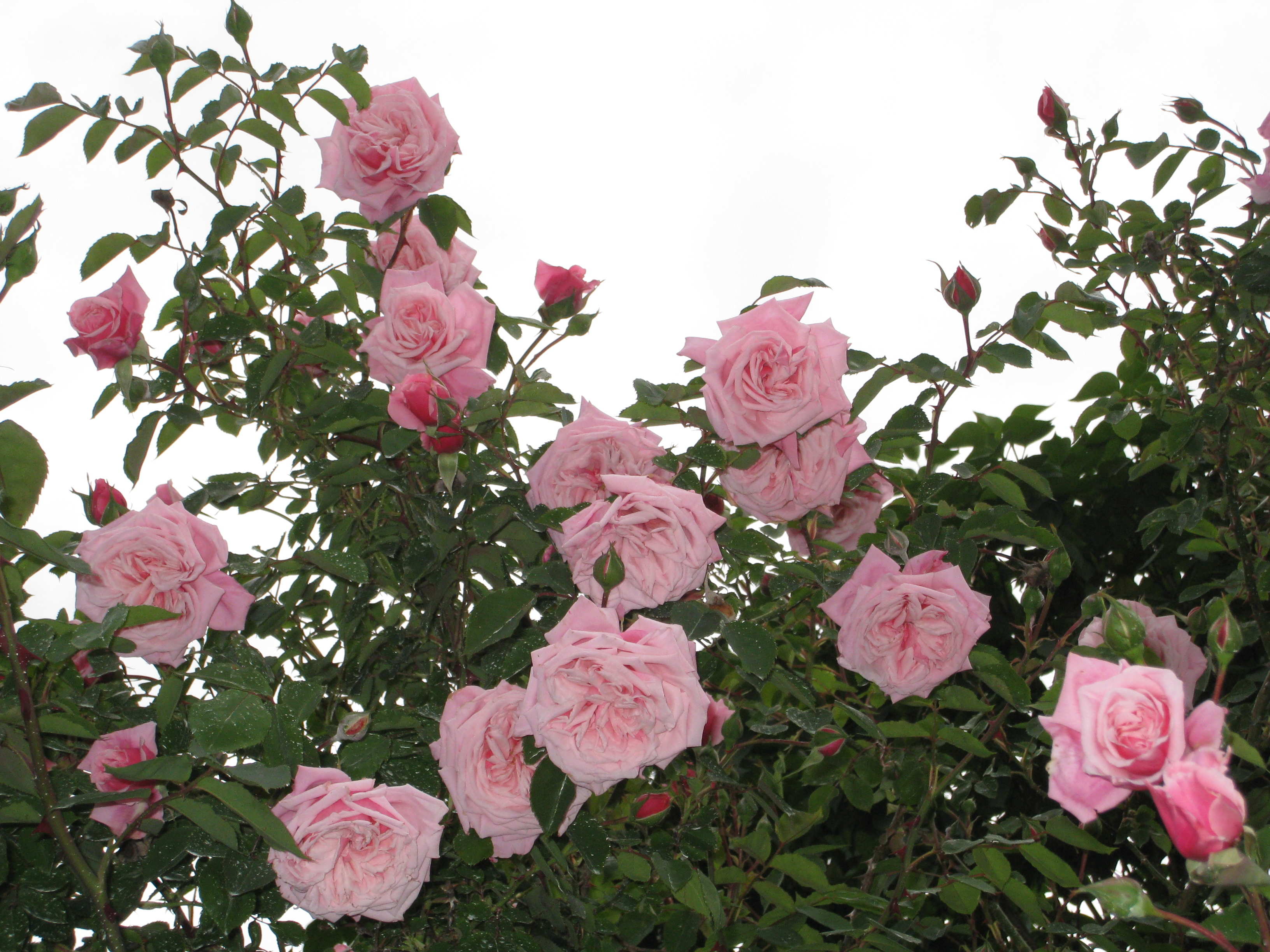 rosier rose