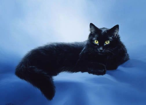 Beau chat noir