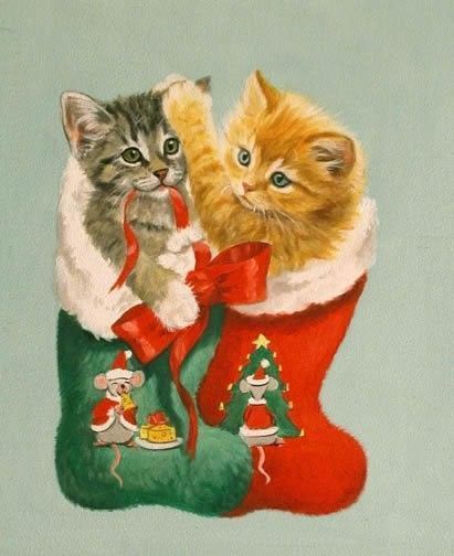 chats dans une chaussette