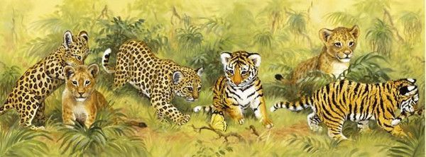 Lionceaux, tigres, léopards