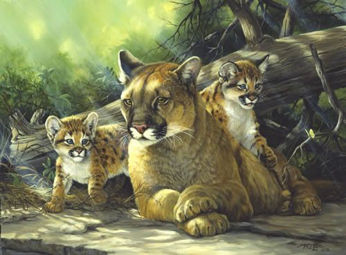 Une puma avec ses petits