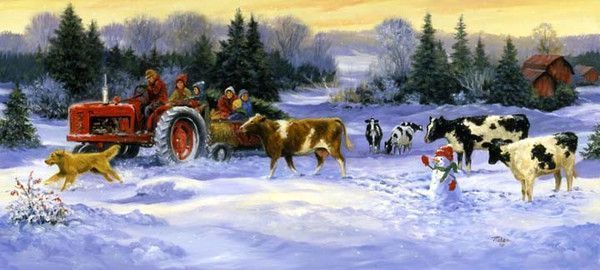 tracteur avec des vaches en hiver