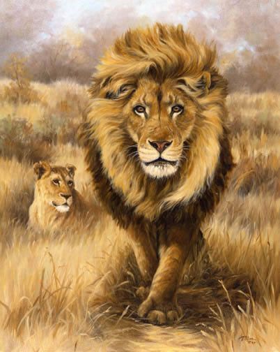 Superbe lion avec une lionne
