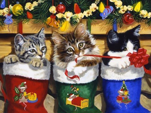 chats dans des chaussettes qui jouent avec un ruban