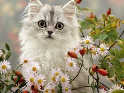 Chat blancs avec des fleurs