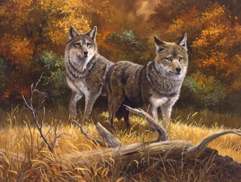 Couple de loups
