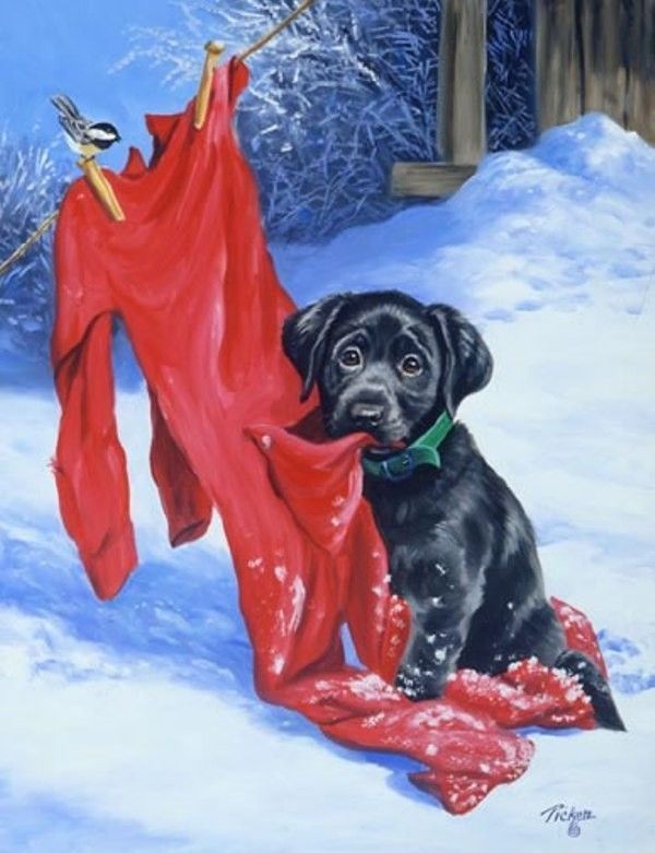 un labrador avec un vêtement dans la gueule en hiver