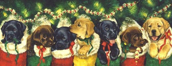 Labradors dans des chaussettes de Noël