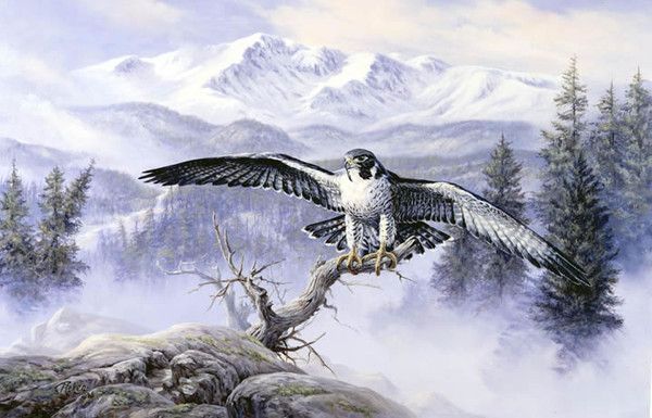 Un faucon en hiver
