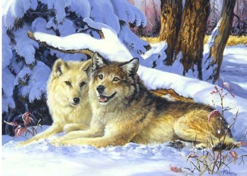 un couple de loups en hiver