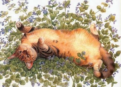 chat sur le dos au milieu des fleurs