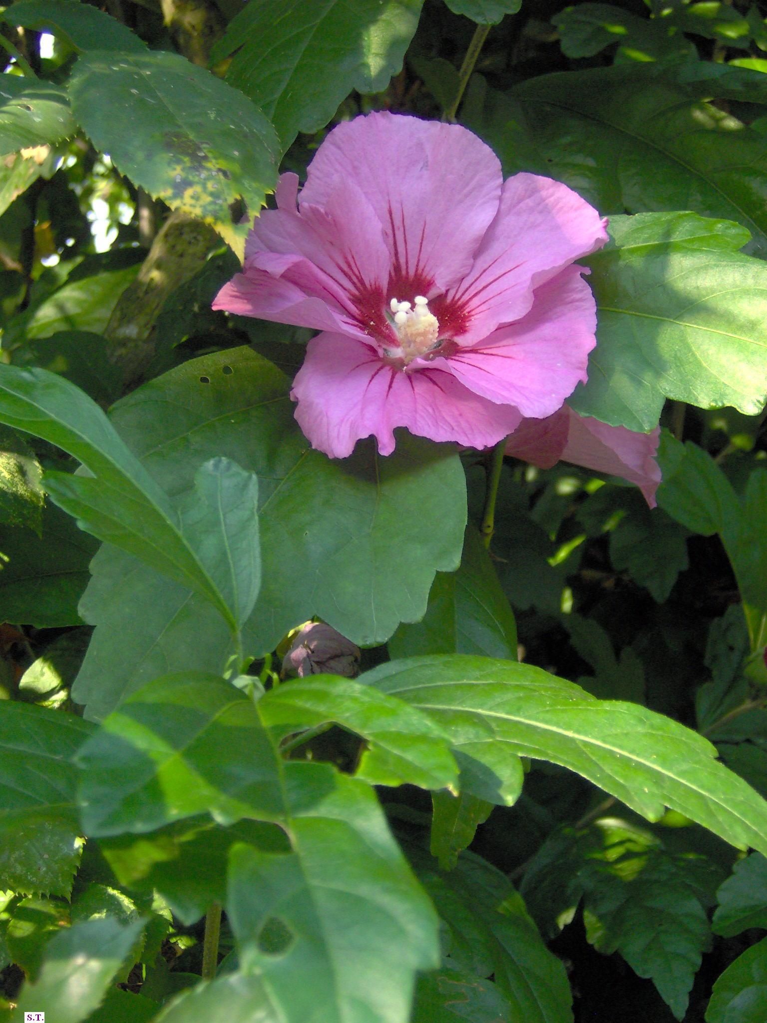 hibiscus syriacus