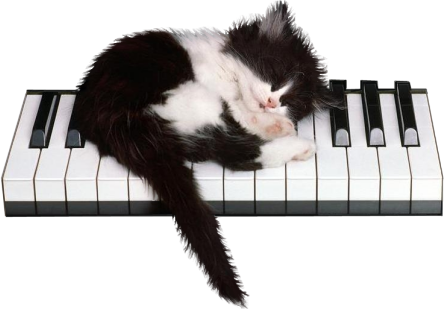 chat qui dort sur un clavier de piano