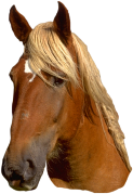 cheval marron