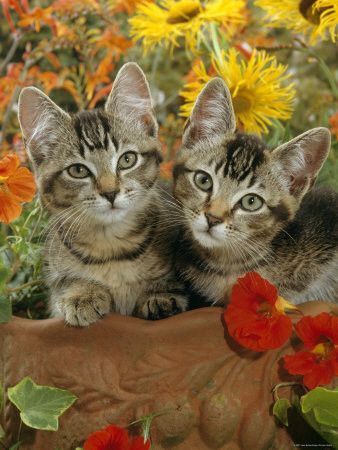 Chats dans un pot de fleurs