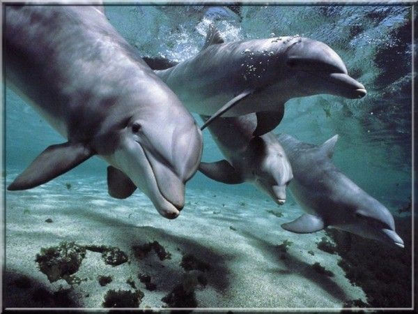 dauphins qui nagent 37