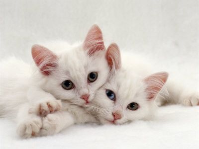 chats blancs dont un avec les yeux vairons