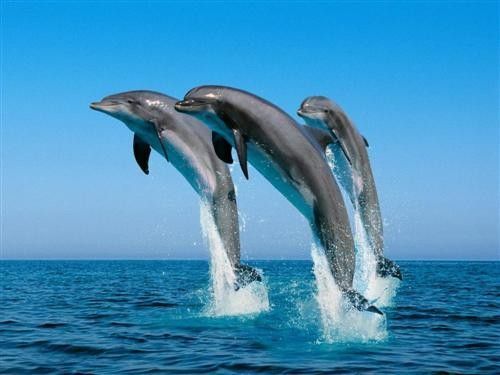 dauphins sautant hors de l'eau 38