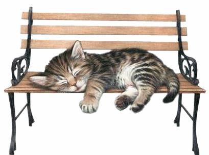 chat qui dort sur un banc