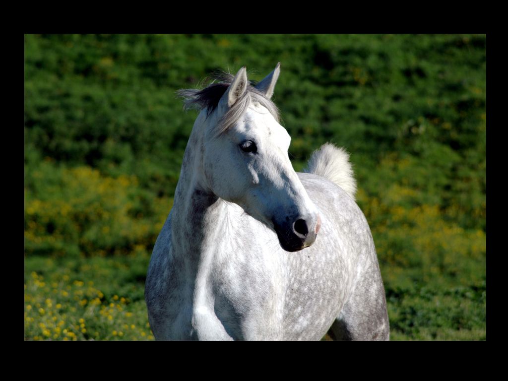 poney blanc et gris