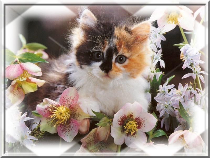 chat avec des fleurs