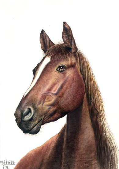 Tête de cheval peinte à l'aquarelle. 